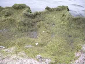 Большое количество водорослей ежегодно выбрасывается на побережье Азовского моря.
