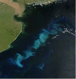 Снимок из космоса. Пример  «Цветение воды» у морских побережий
