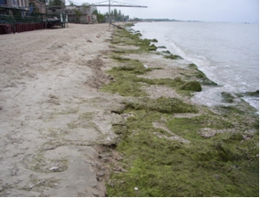 Большое количество водорослей ежегодно выбрасывается на побережье Азовского моря.
